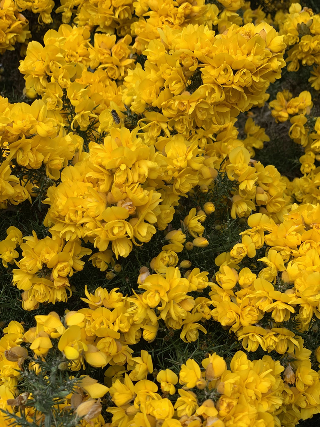 Individual or Small Group (up to 4 people) Yoga Session-one hour