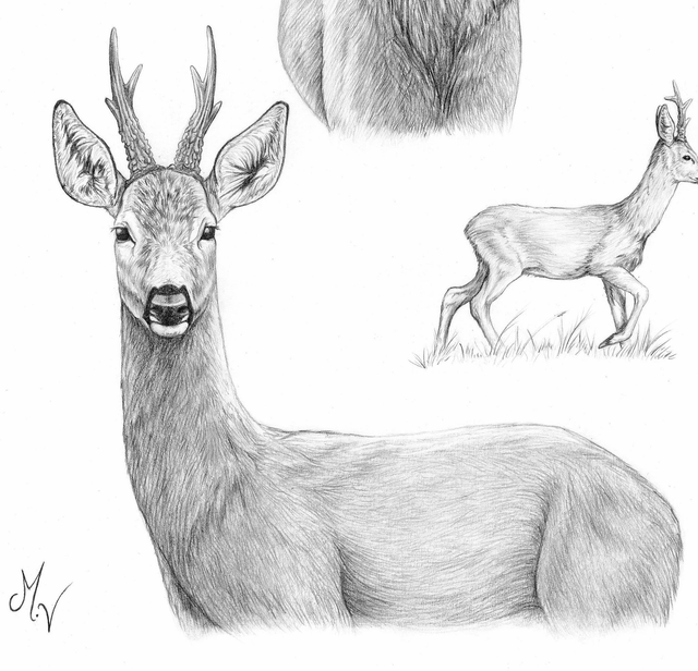 Rois des forêts - A3 - précommande