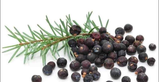 Bacche di ginepro