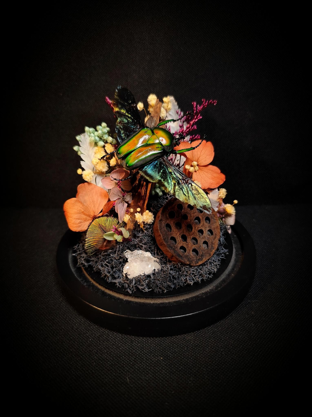 Diorama Coléoptère "Dicronorhina Derbyana"

