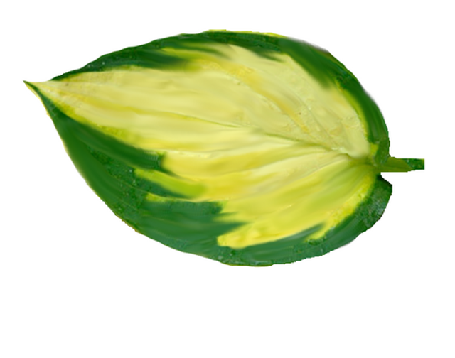 Hosta &#039;Orange Marmalade&#039; 