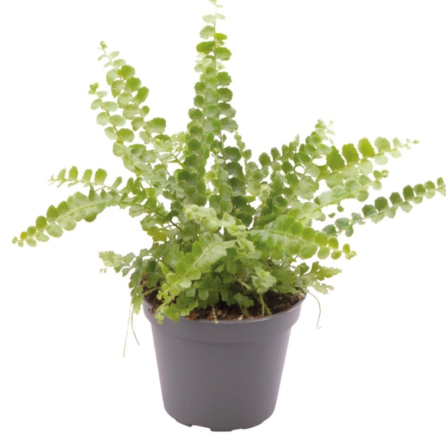 PT Nephrolepis Exaltata Duffy 8715897361593