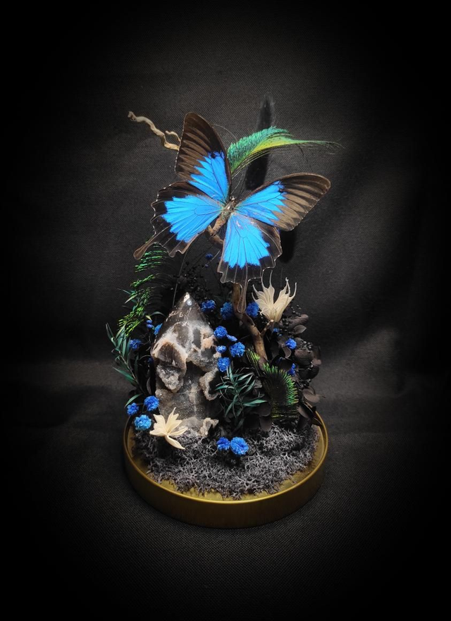 Diorama Papillon &quot;Papilio Ulysses&quot;