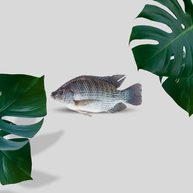 TILAPIA 4k