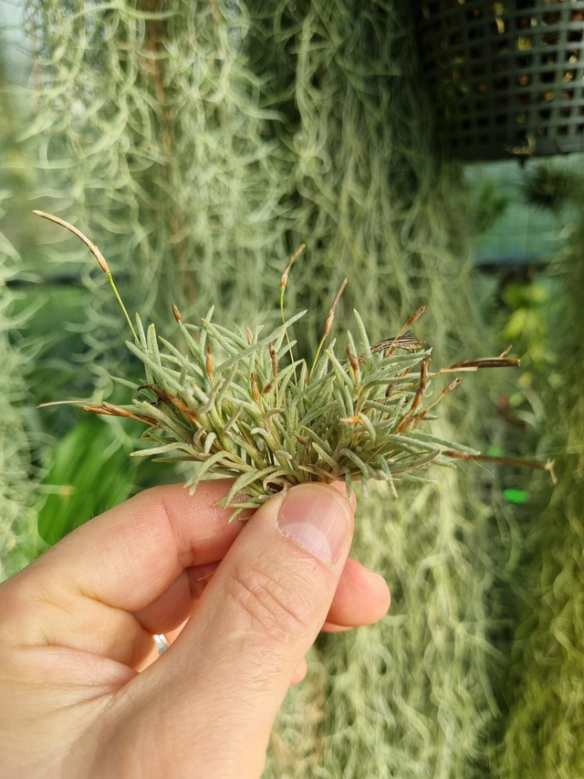 Tillandsia capillaris