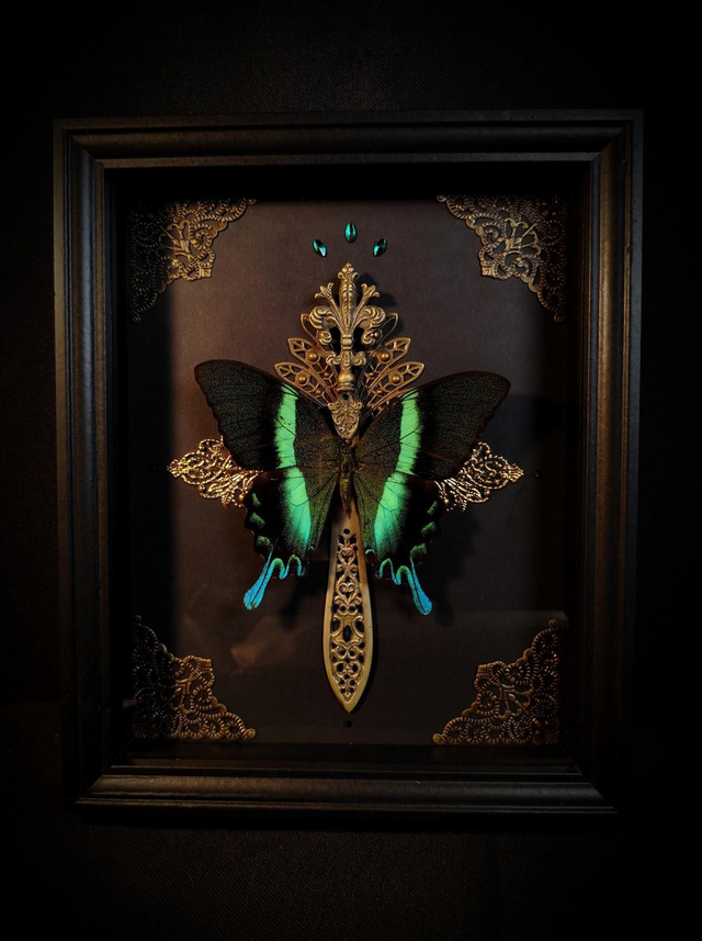 Cadre Papillon "Papilio Blumei"