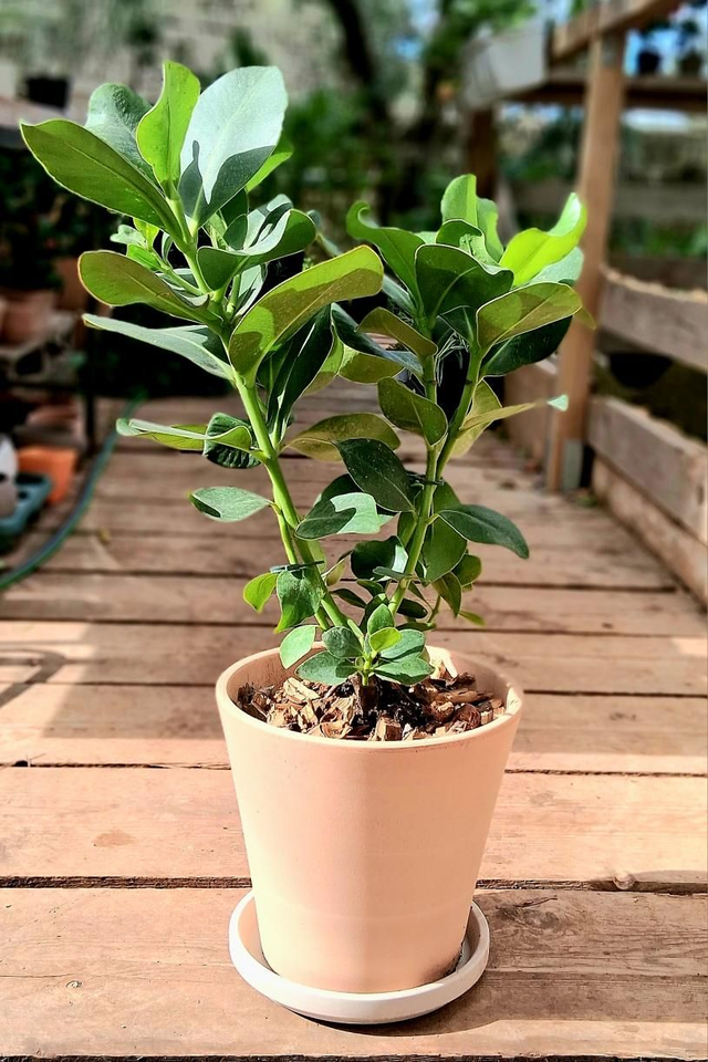 C159 . Clusia rosea in vaso 'Etna Arena'