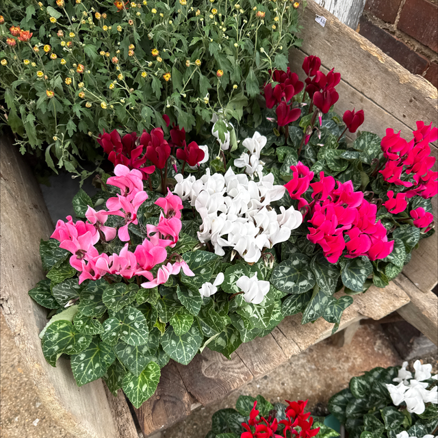 Cyclamen