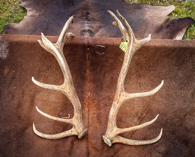 Set of Red Antlers - 17 Points