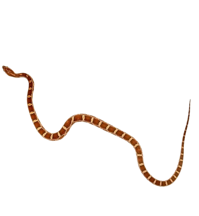 Pantherophis Guttatus - serpent des blés