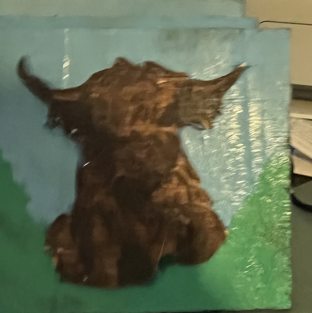 Highland cow