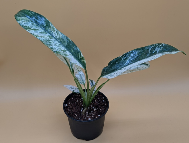 Rhaphidophora puberula variegata 