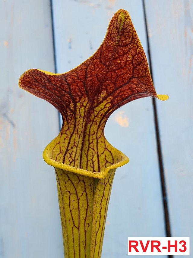 soperi, S. flava slacks maxima x S. alata purple tube