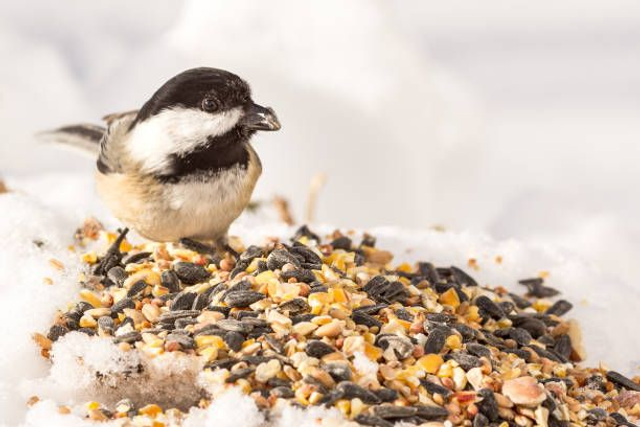 Bird Food