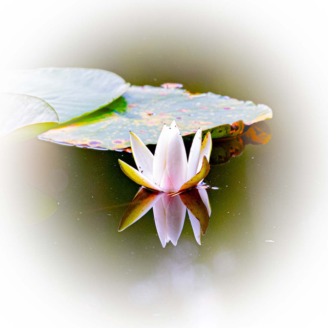 Lillies_Waterloo Screens_