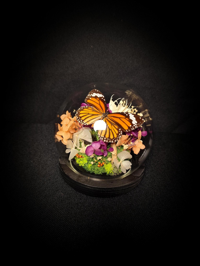 Diorama Papillon Monarque Indien