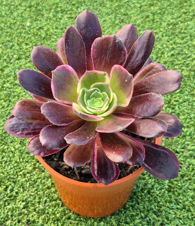 Aeonium &#039;Eden&#039;