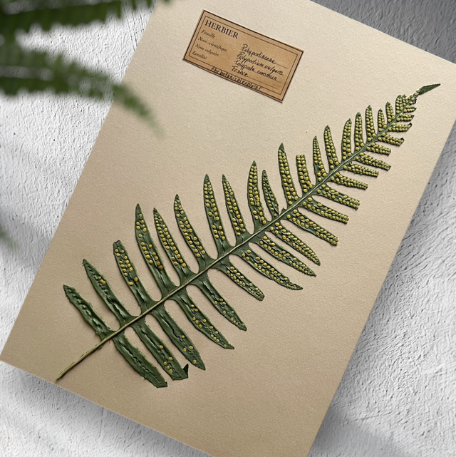 Herbier A4 vintage affiche botanique polypodium vulgare 