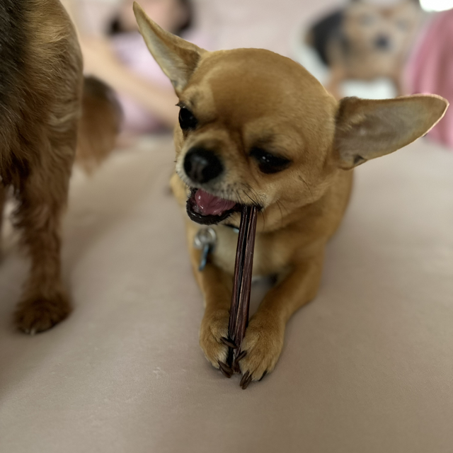 Bulls Pizzles 12cm or 24cm