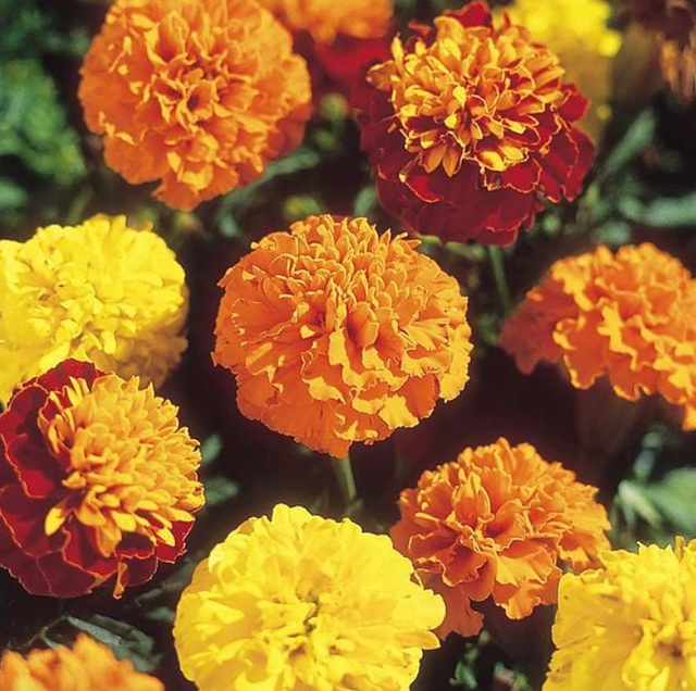 Marigold French - Bonanza Mixed: 6 Plants (Ref: Q)