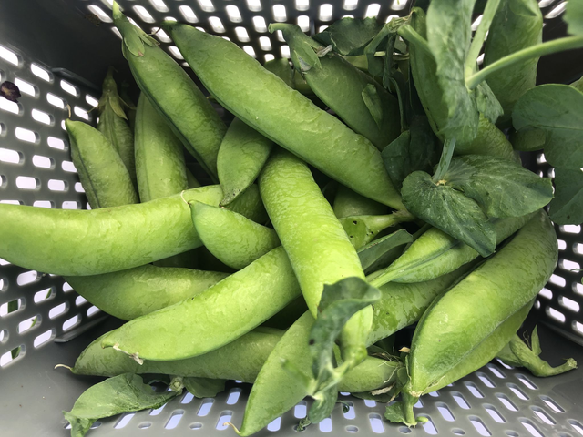 Tray fresh pod green peas 