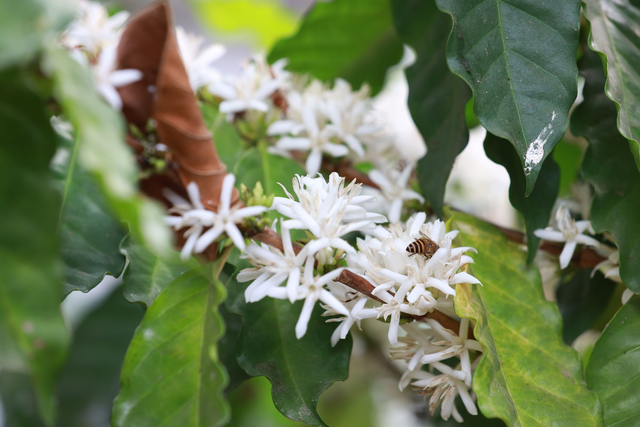 Luis Campos Caturra Catuai