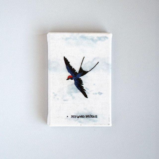 Swallow I Hirundo Smithii