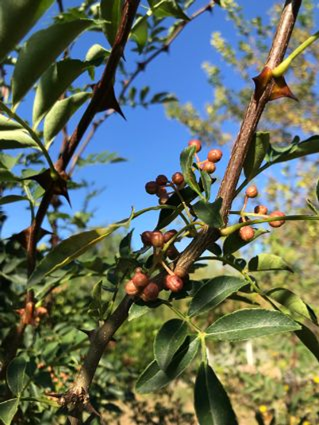 Poivrier du Sichuan (Zanthoxylum piperitum)