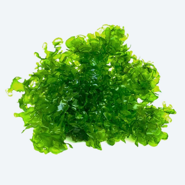 Lomariopsis Lineata in cup 60909388879810