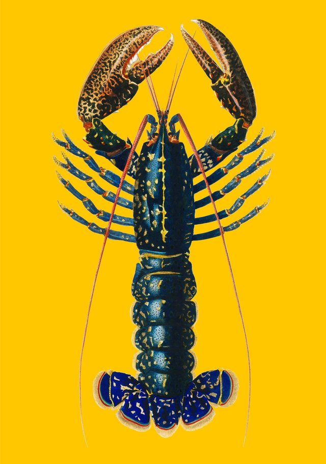 Lobster Yellow A0
