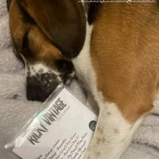 Vintage Songwriting sessions