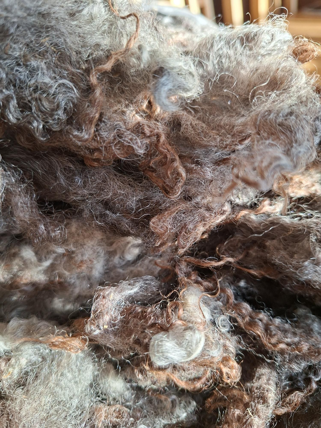 Gotland Leicester croisé 495g Toison26001 