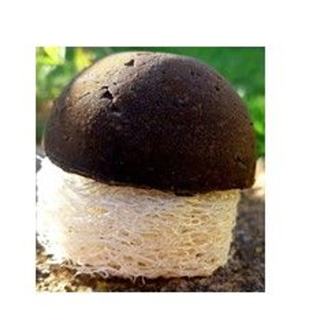 Cheveux Blonds Blancs Fins Fragiles - 80 gr en forme demi-bulle super pratique !