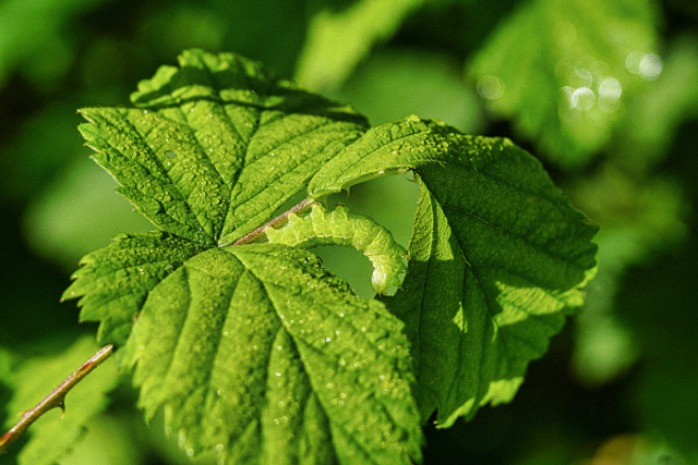 Chenille qui mange une feuille