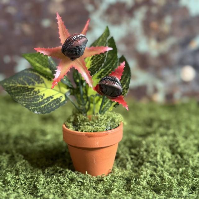 1.🌿 Specimen Entry: The Splitseed Bloom