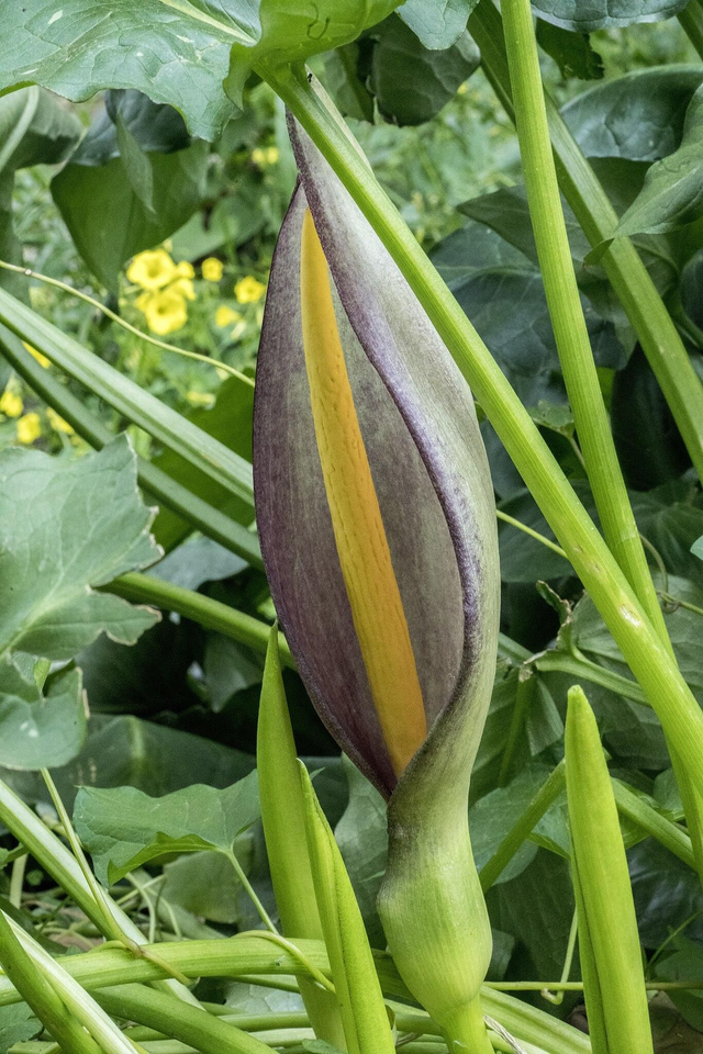 Arum concinatum 1 litre