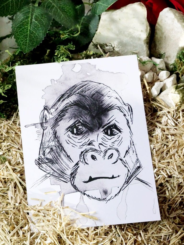 Nature : Lot de 4 illustrations