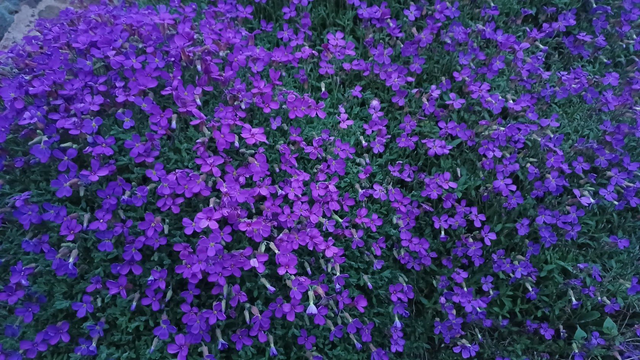 Aubretia