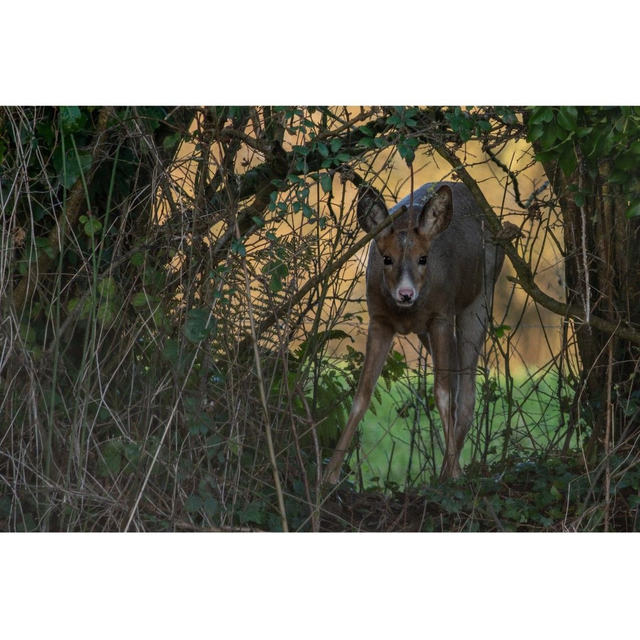 Chevrette au nez rose