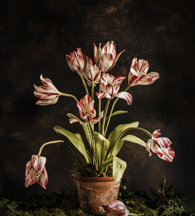 Large arrangement of Parrot Tulips 