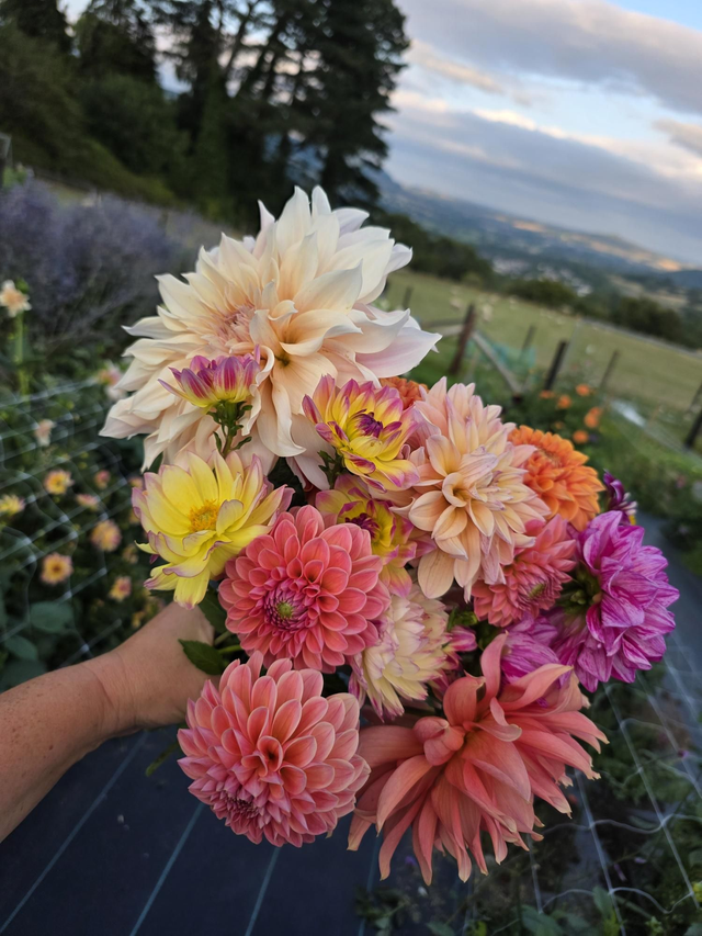 Brush Strokes & Blooms - Wednesday 20th August -Sunrise Edition - 6am -10am