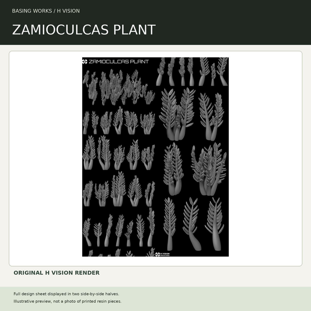 H Vision - Zamioculcas Plant