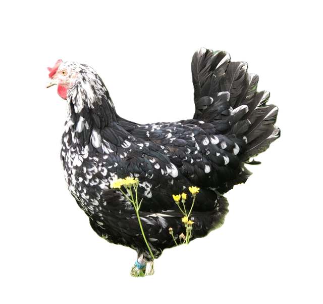 Pondeuse Gournay pure race