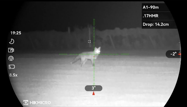 Wildlife Control - Foxes