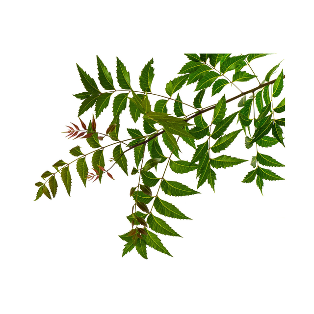 Fresh Neem Leaves - 20g-25g