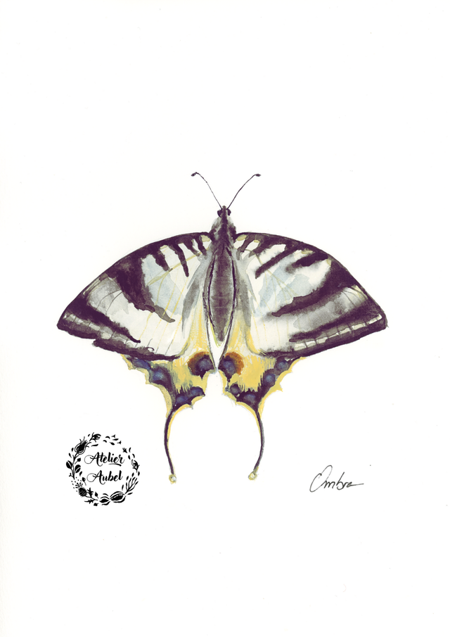 Flambé (Iphiclides podalirius)