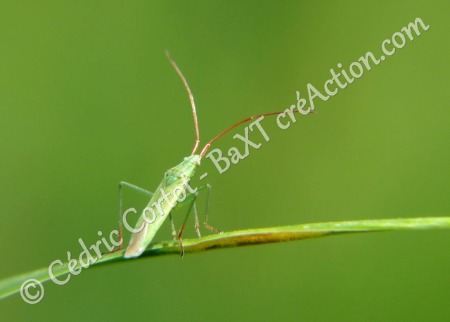 2 - Carte postale - Le petit monde du Vivant (Ref IMG_5468)