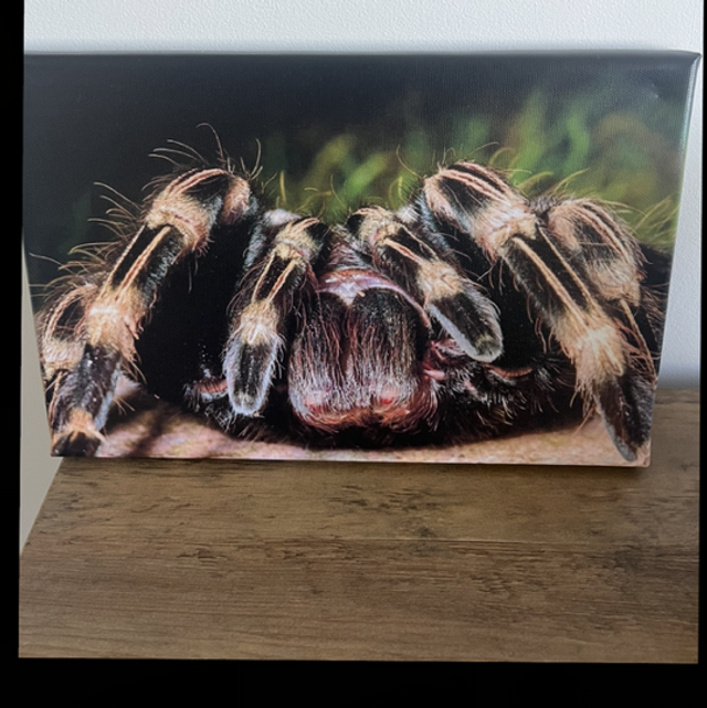 8” x 12” canvas - tarantula