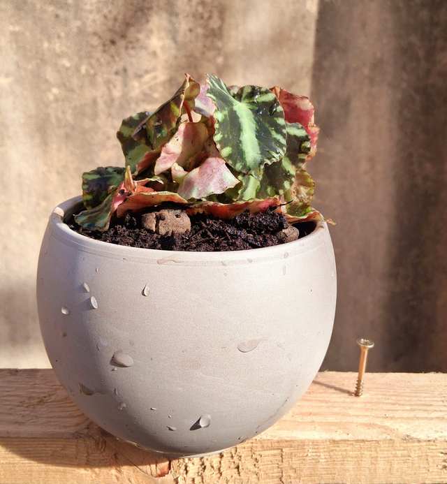 C51 . Begonia cleopatrae CB057-136-12