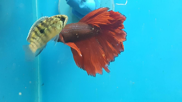 Red delta male betta